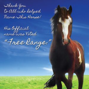 Free Range is the Name of the Horse