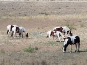 Counting Wild Horses