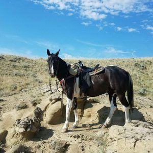The Aerican West Horse