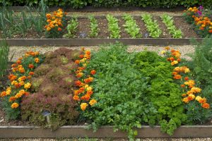 Raised garden Bed