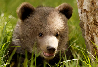 a-Slideshow-WY-aBear-Cub