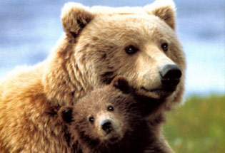 a-Slideshow-WY-bear-grizzly-cub