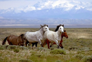 a-Slideshow-WY-bighorn-horses
