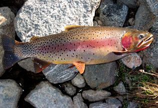 a-Slideshow-WY-cutthroat-trout