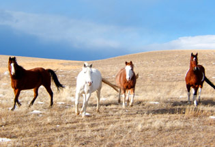 a-Slideshow-WY-horses-pasture