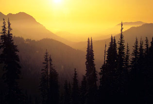 Wyoming Pines Sunset