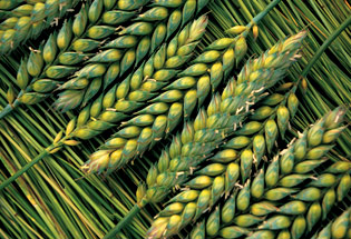 a-Slideshow-WY-wheat-green