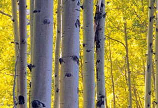 a-Slideshow-WY-yellow-aspens