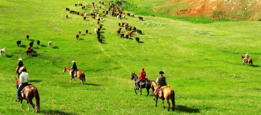 Wuoming Cattle Report with Running Horse realty