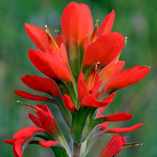 Wyoming State Flower
