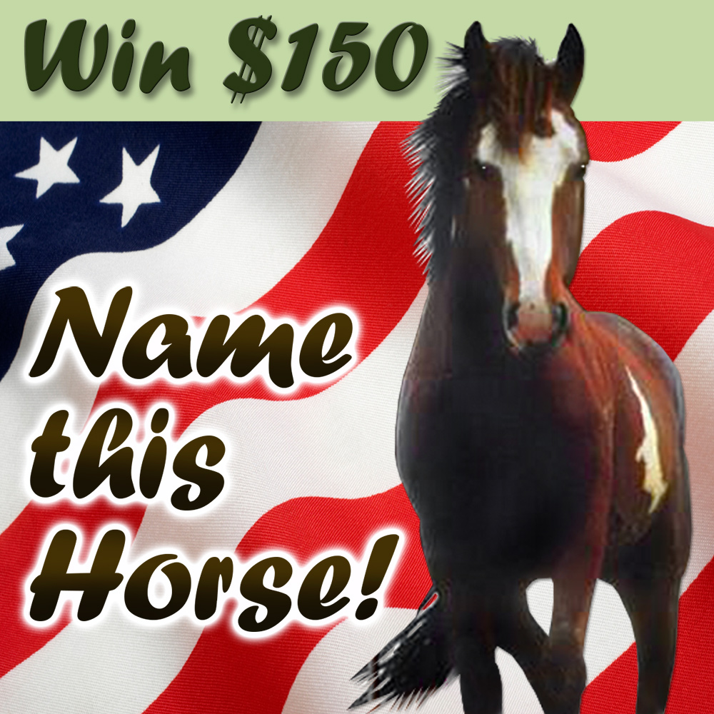 Name The Horse Contest