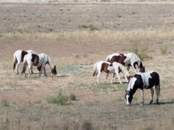 Counting Wild Horses