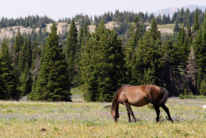 Pryor Mountains Wild Horse Range