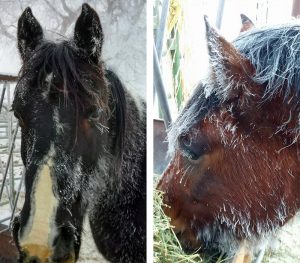 RHR Horses Cash and Little Joe