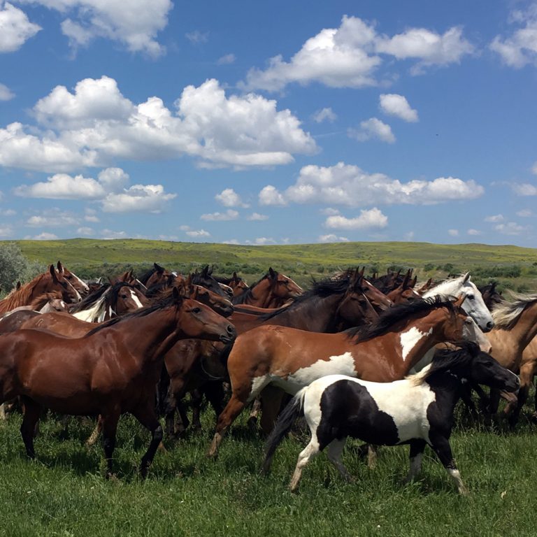 Wyoming Farms and Ranches in the Big Horn Basin Running Horse Realty