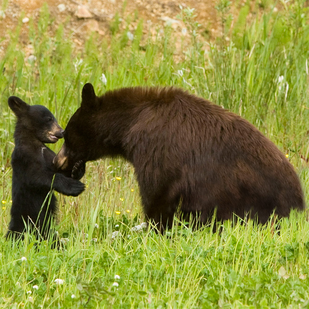 Wyoming Black Bear - Wyoming Wildlife