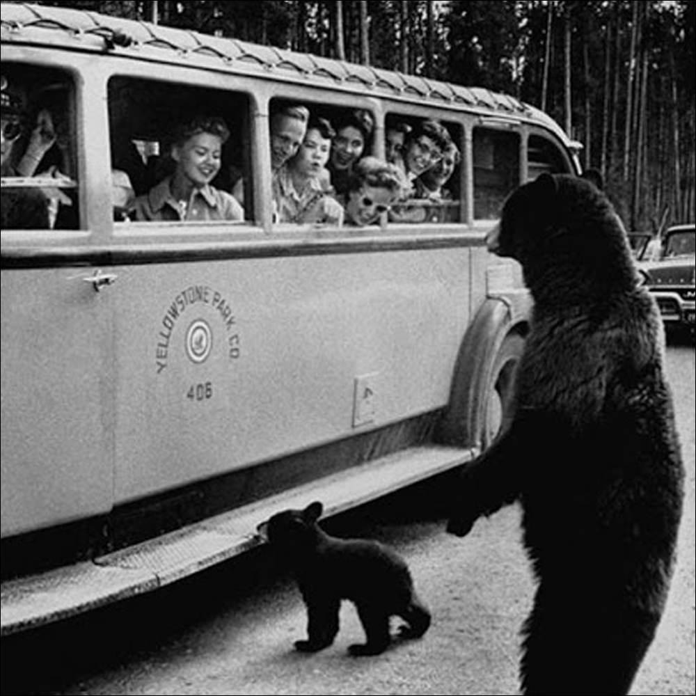 Yellowstone Park Bear
