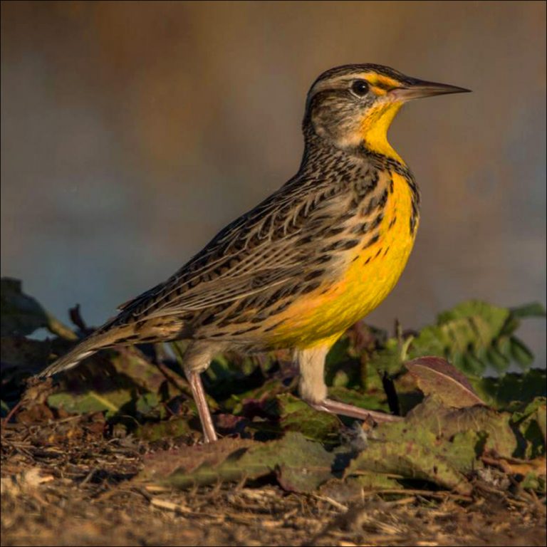 Western Meadowlark Wyomings State Bird Running Horse Realty