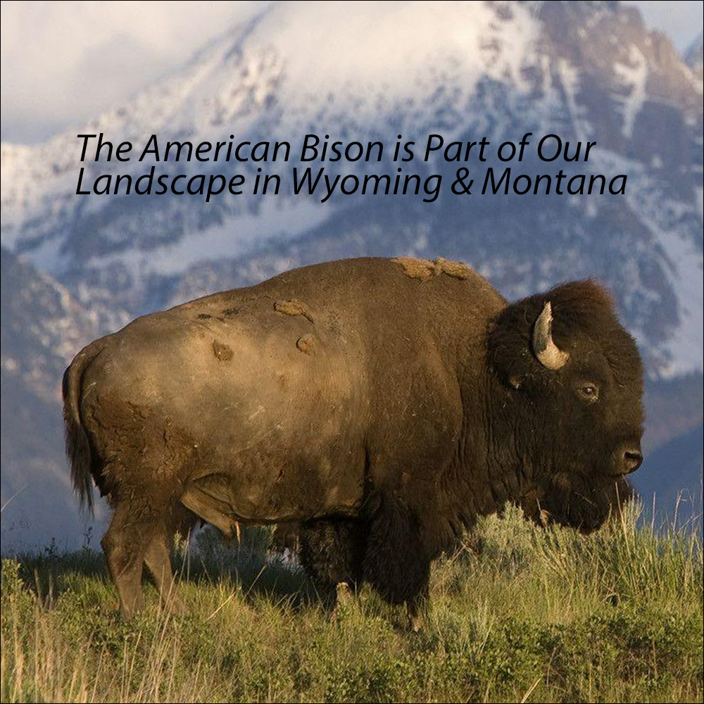 The American Bison