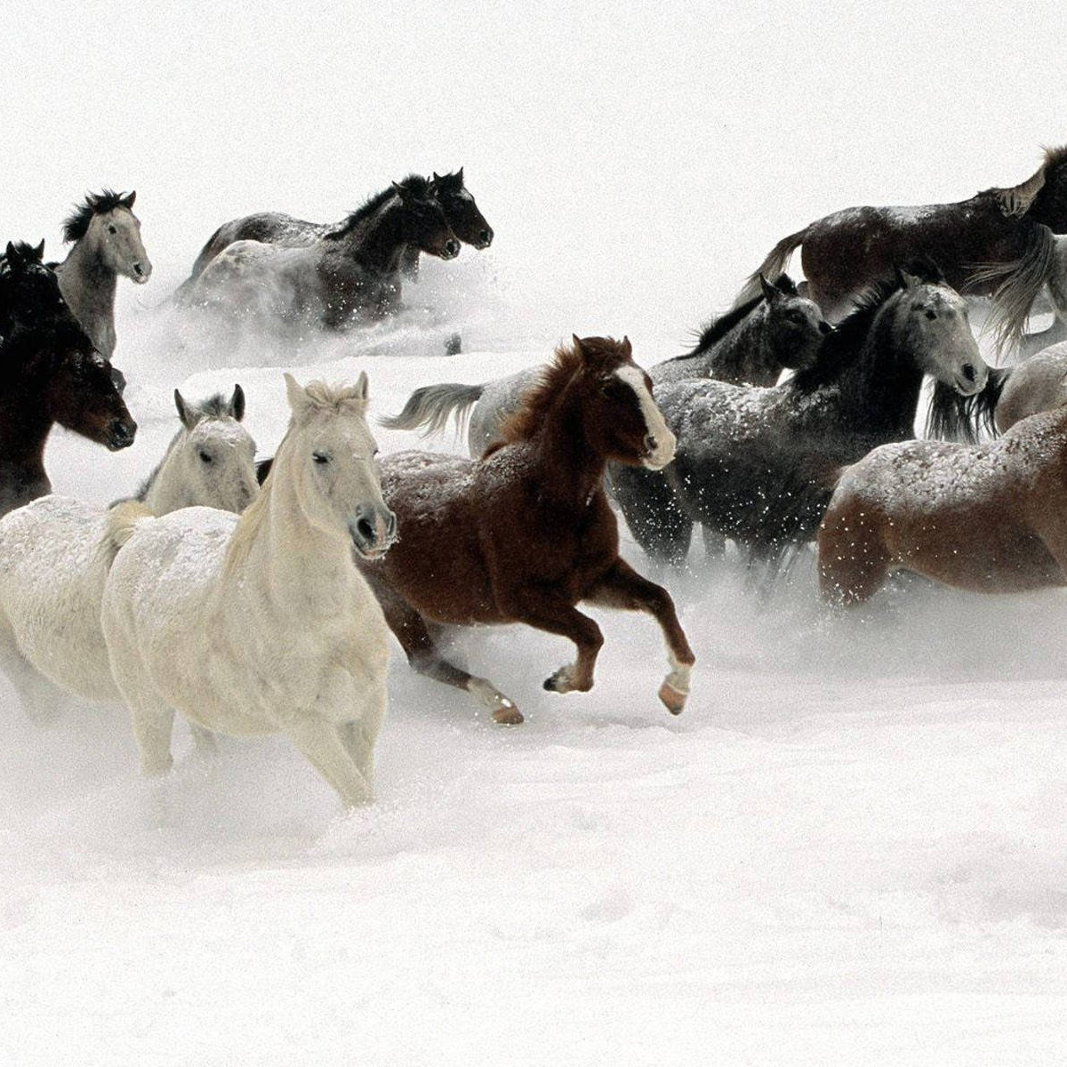 horses are inherently designed for winter